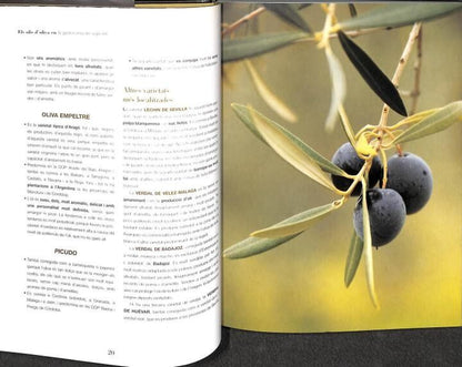 Els Olis d'Oliva en la Gastronomia del Segle XXI