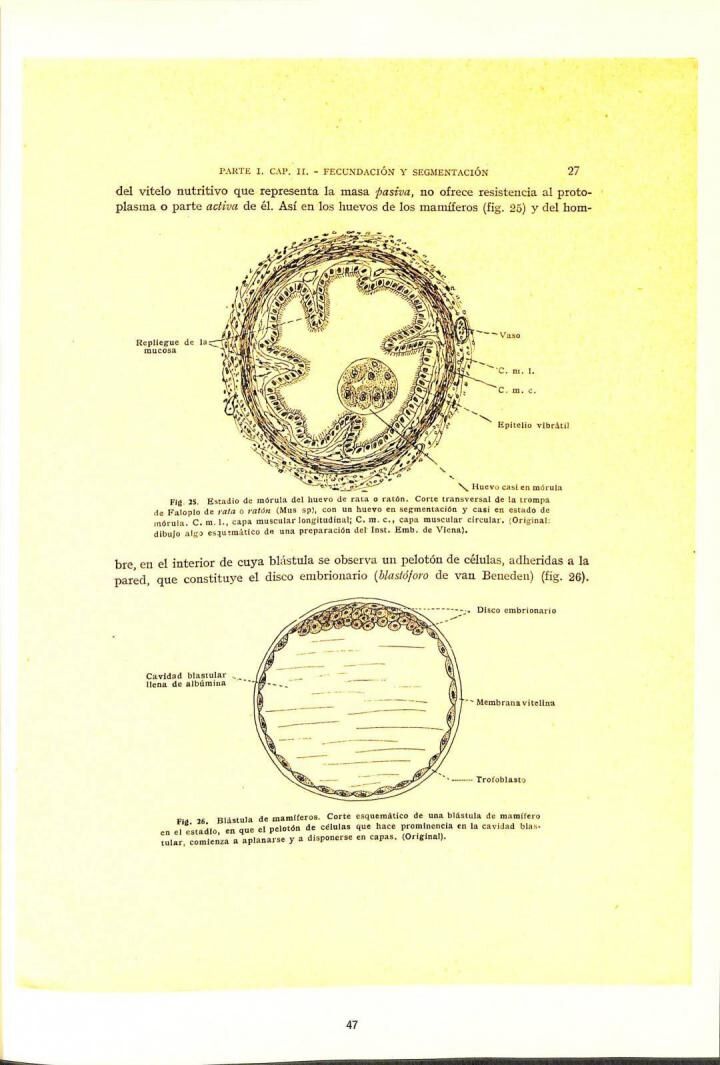 Elementos de Embriología del Hombre y Demás Vertebrados. Edición Facsímil de la Primera Edición de 1927 Al Cuidado de Lluís Victori i Companys (Catalá