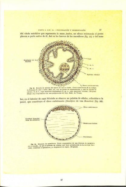 Elementos de Embriología del Hombre y Demás Vertebrados. Edición Facsímil de la Primera Edición de 1927 Al Cuidado de Lluís Victori i Companys (Catalá