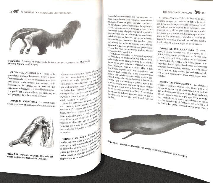 Elementos de Anatomia de los Cordados