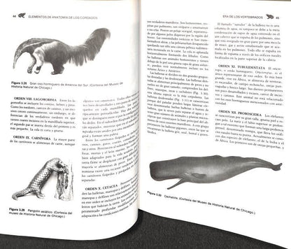 Elementos de Anatomia de los Cordados