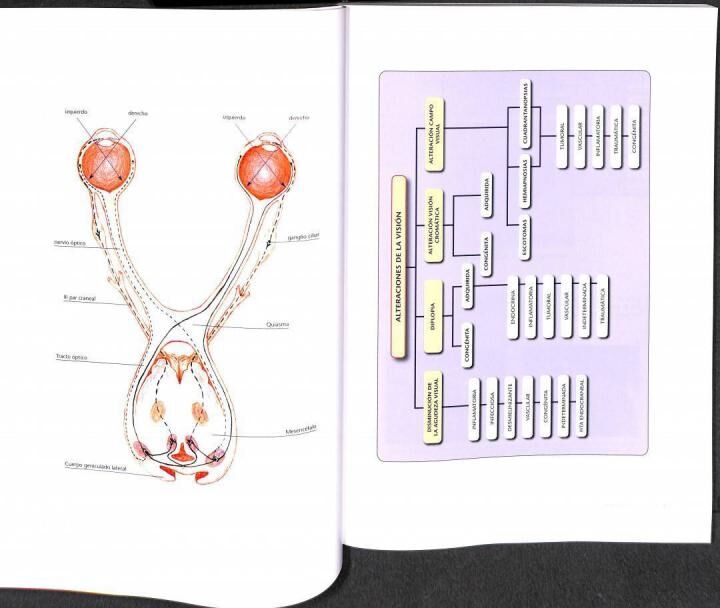 Sentidos: Atlas de Neuroimagen
