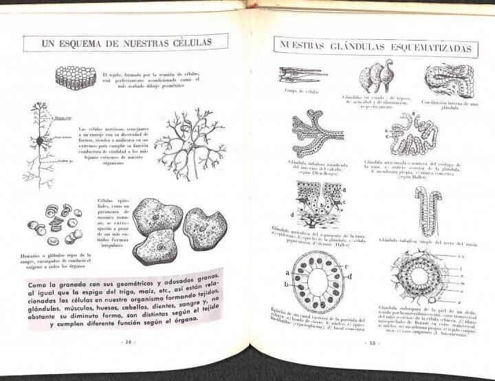 Anatomia y Fisiologia