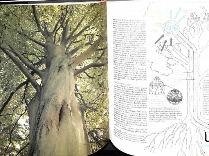 Atlas de la Evolución: Desde un Comienzo Tan Sencillo
