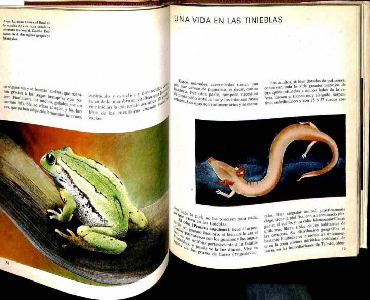 Zoo: Maravillas del Mundo Animal / los Disfraces de los Animales / los Animales Después de Nacer