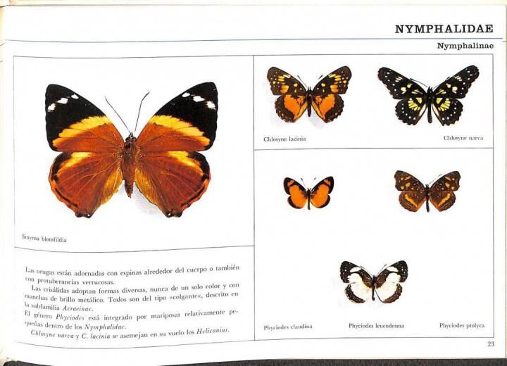 Mariposas de Venezuela