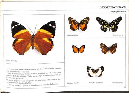 Mariposas de Venezuela