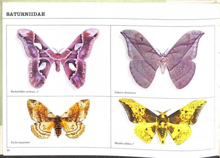 Mariposas de Venezuela