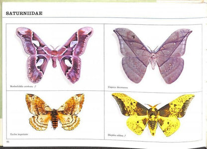 Mariposas de Venezuela