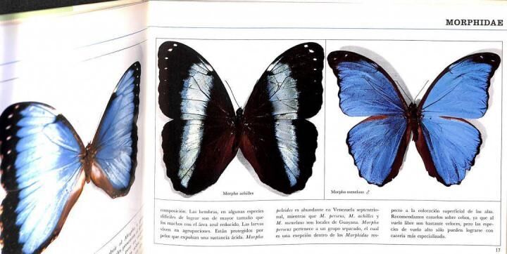 Mariposas de Venezuela