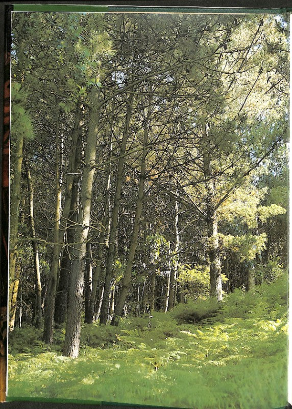 Camino de Santiago